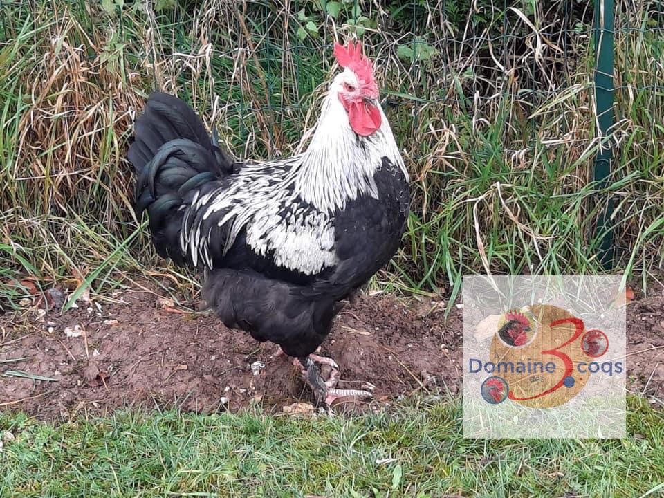 ADD3C Marans Noir à camail argentée ADD3C Coco Eco