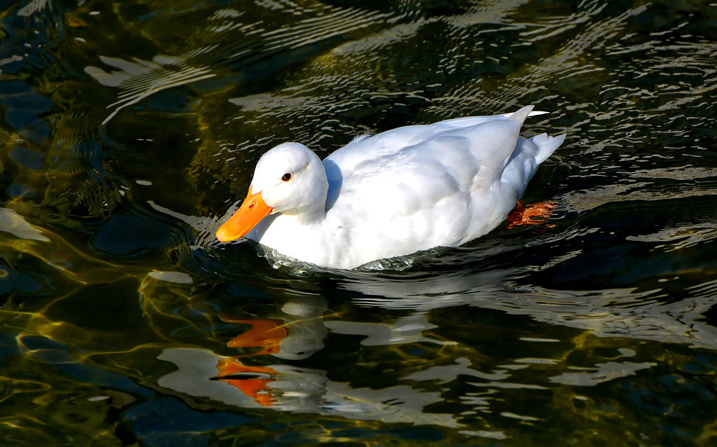 Oeuf Cane Pekin Coco Eco