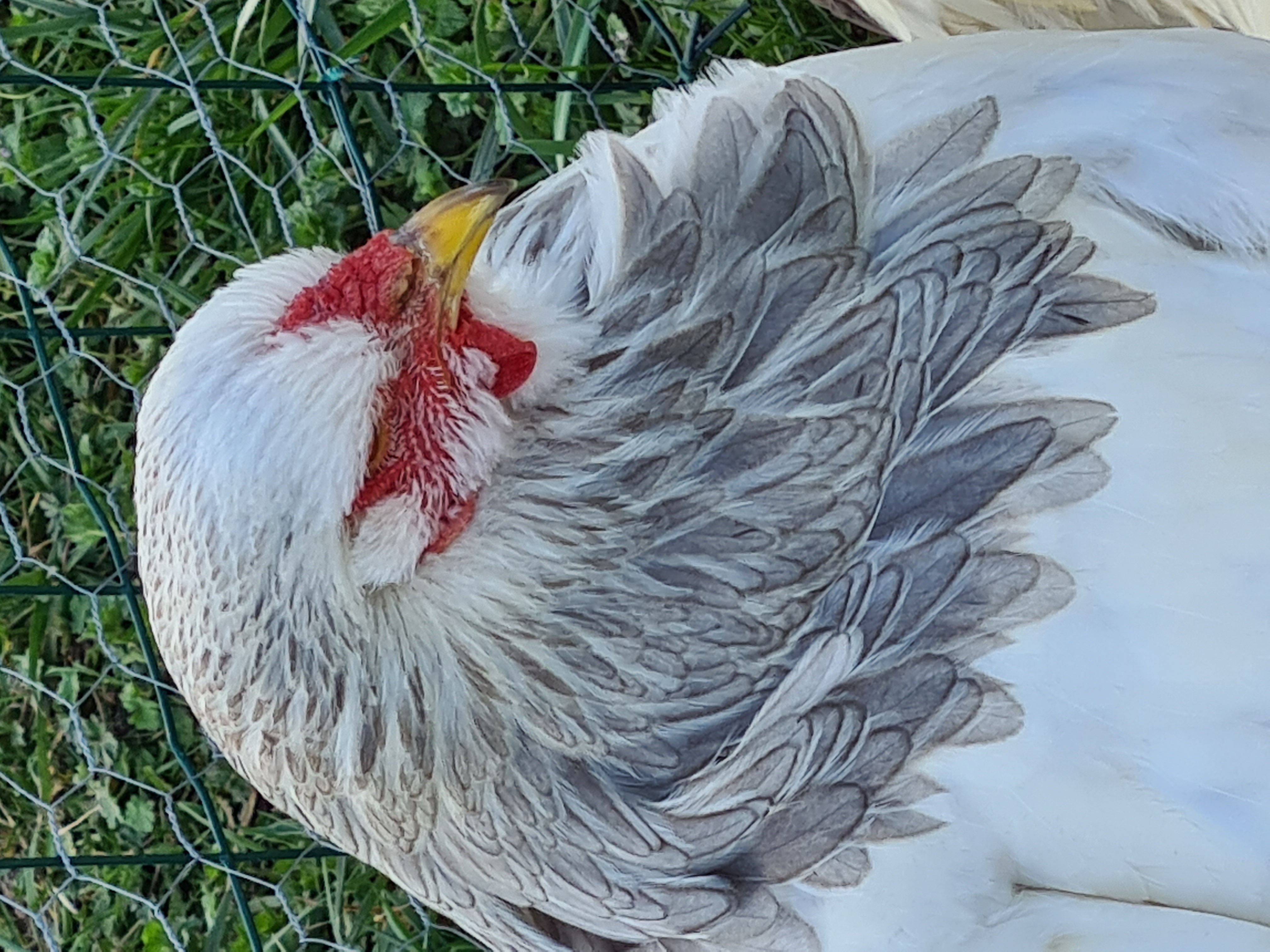 OEUFS FÉCONDÉS BRAHMA GR BLANC HERMINÉ BLEU ET NOIR Coco Eco