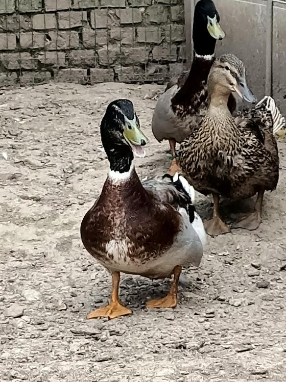 Oeufs à couver canard de Rouen Coco Eco