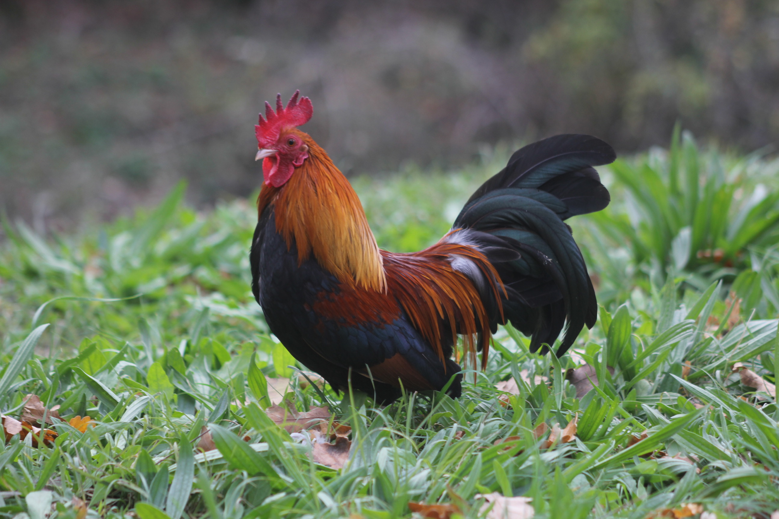 Oeufs à couver de poules Pictave perdrix doré Coco Eco