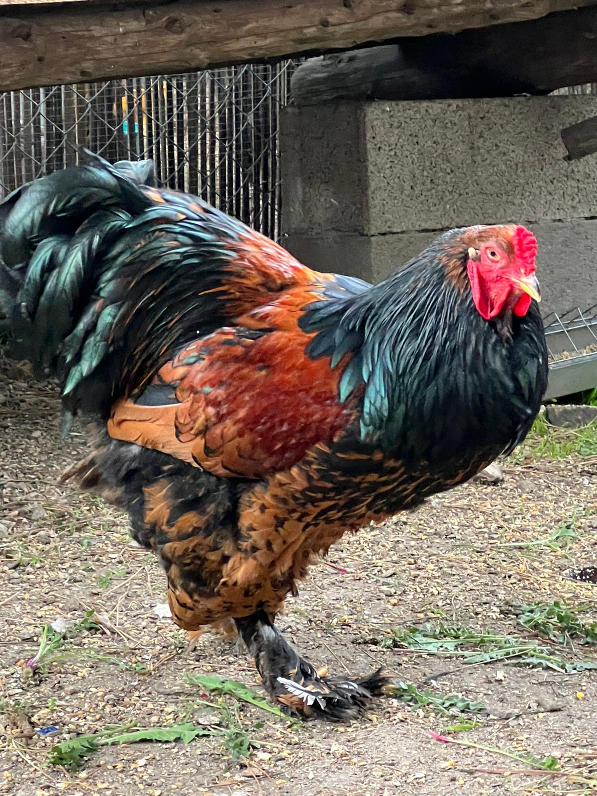 Oeuf Brahma fauve liseré noir Coco Eco