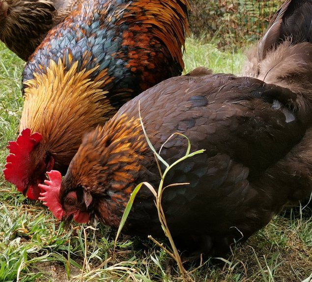 Oeufs de Marans NCC