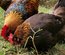 Oeufs de Marans NCC