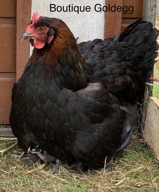 Œuf fécondé marans noir cuivré