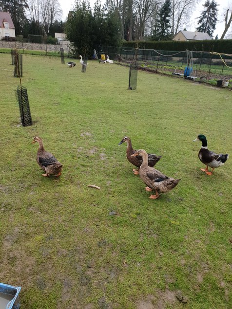 oeufs de canes de Rouen