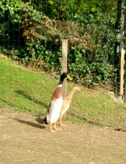 Canard coureur indien