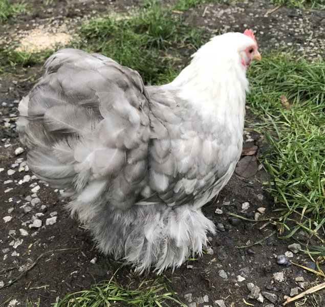 Œufs à couver de pekins bobtail