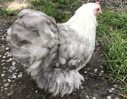 Œufs à couver de pekins bobtail