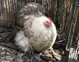 Œufs à couver de pekins bobtail