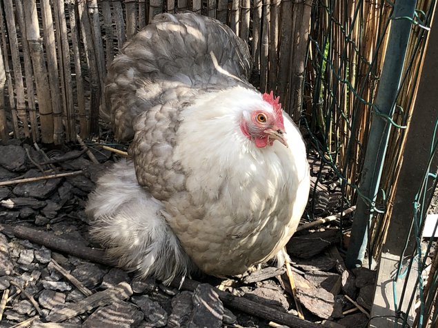 Œufs à couver de pekins bobtail