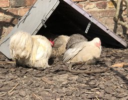 Œufs à couver de pekins bobtail