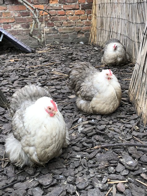 Œufs à couver de pekins bobtail