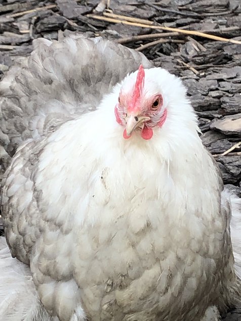 Œufs à couver de pekins bobtail