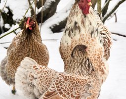 Oeufs à couver de Wyandotte's naines doré liseré blanc/bleu