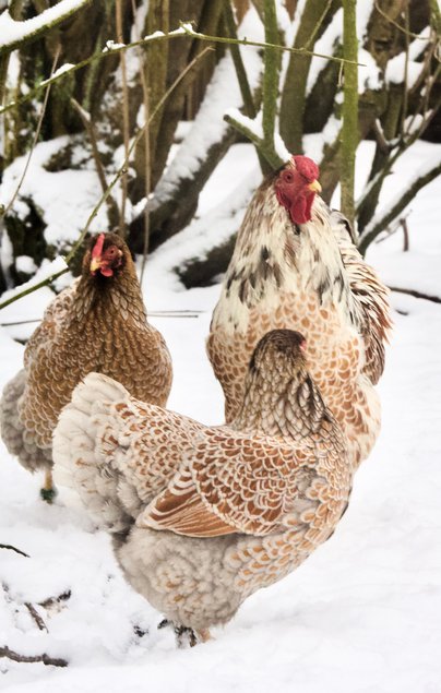 Oeufs à couver de Wyandotte's naines doré liseré blanc/bleu