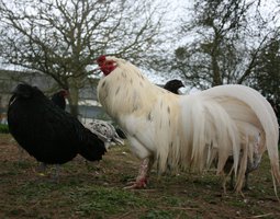 (LVDC) Poule de Sumatra toutes couleurs