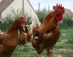 (LVDC) Poulets de Chairs Rouge et blanc