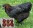 (LVDC) Poule Pondeuse Noirans (Marans Hybride)