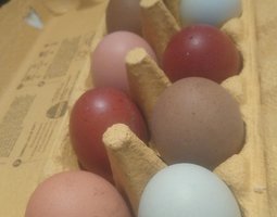 (LVDC) Mélange d'œufs de couleurs