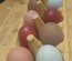 (LVDC) Mélange d'œufs de couleurs