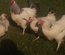 (LVDC) Poule Pondeuse Sussex Fermière