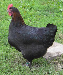 (LVDC) Poule Pondeuse Noirans (Marans Hybride)