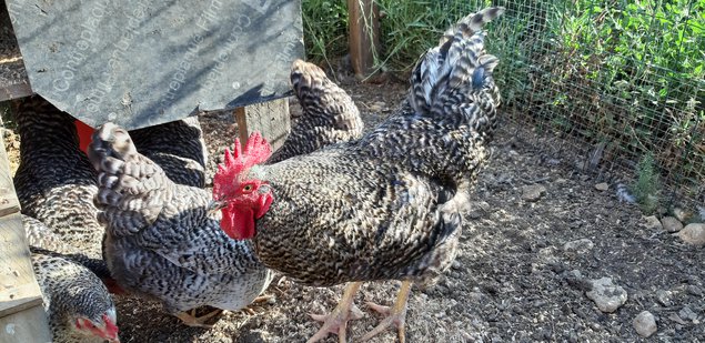 oeuf de poule coucou fermière hybride