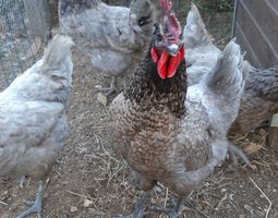 oeuf de poule cendrée hybride