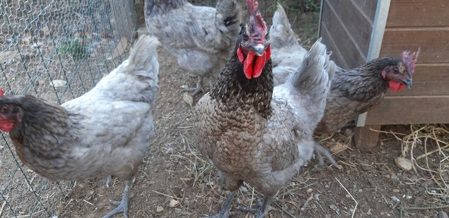 oeuf de poule cendrée hybride