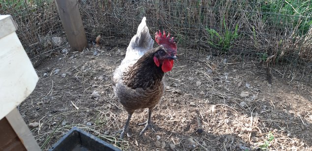 oeuf de poule cendrée hybride