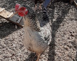 oeuf de poule coucou fermière hybride