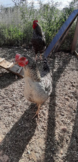 oeuf de poule coucou fermière hybride