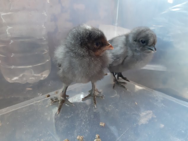 oeuf de poule cendrée hybride