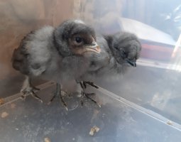 oeuf de poule cendrée hybride