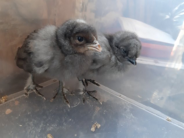 oeuf de poule cendrée hybride