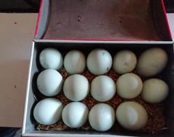 Oeufs Fécondés araucana
