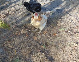 Oeufs Fécondés araucana