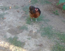 Oeufs Fécondés araucana