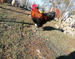Poule genre harco