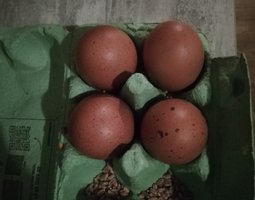 Œuf de Marans