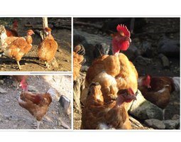 Oeufs fécondés cou-nu rouge