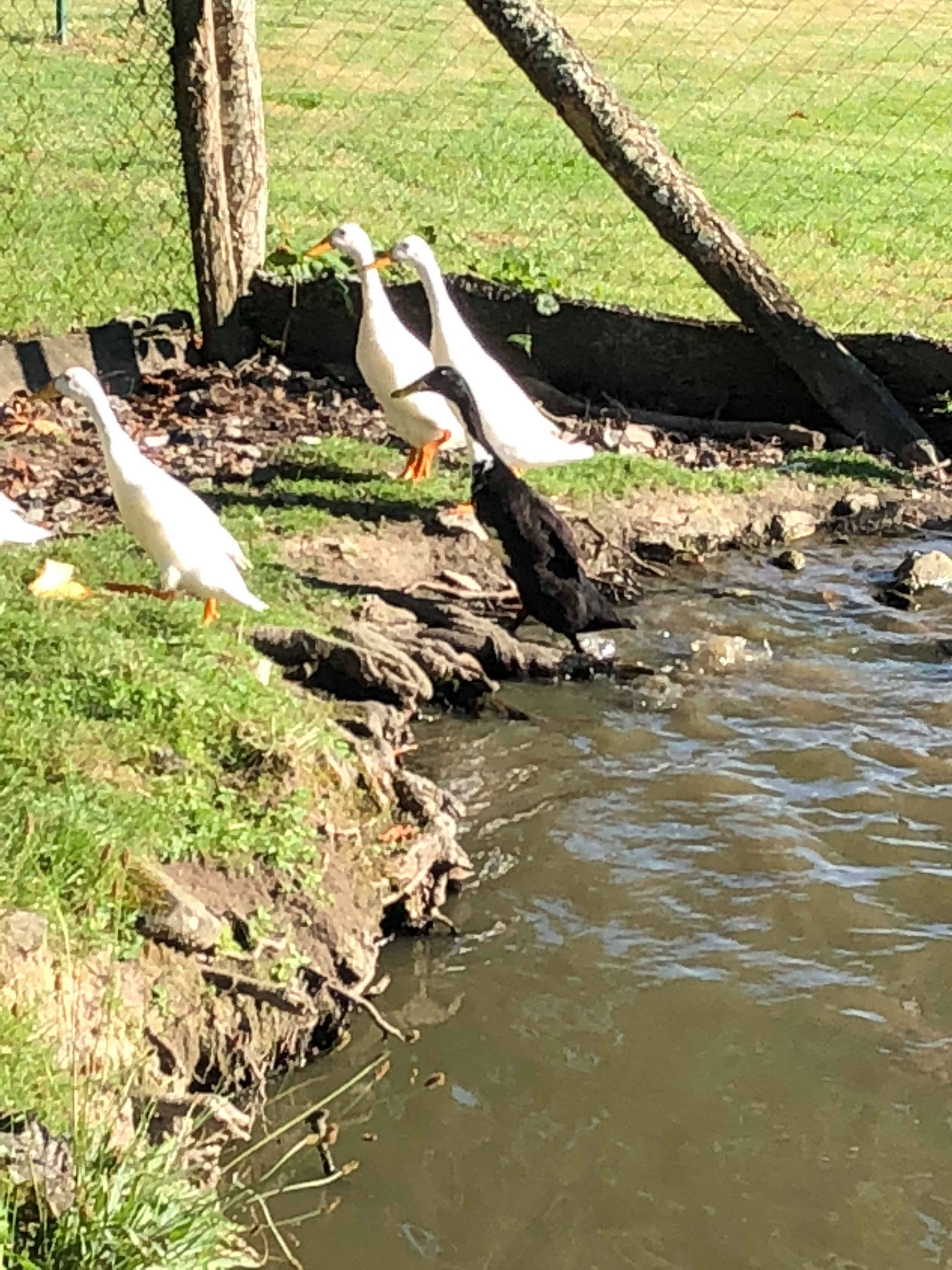 COUREUR INDEIN visual data 3