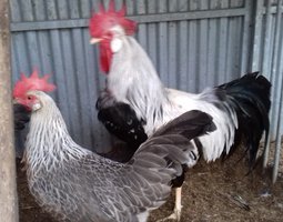 Leghorn argenté