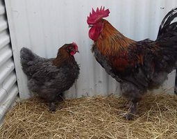 Marans bleu cuivré