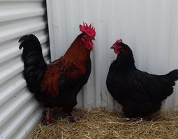 Marans noir cuivré