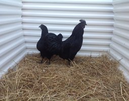 Cemani