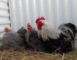 Pekin perdrix argenté lisse et frisé