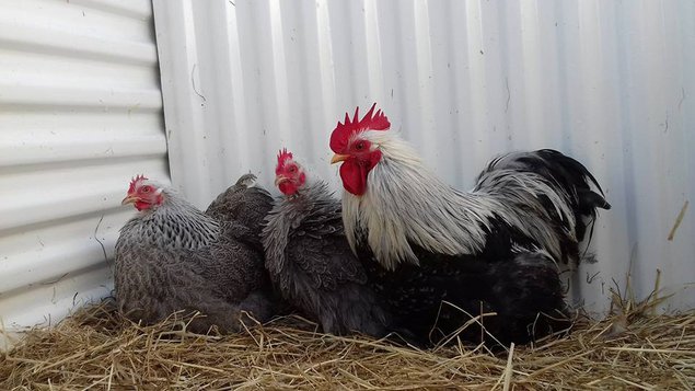 Pekin perdrix argenté lisse et frisé