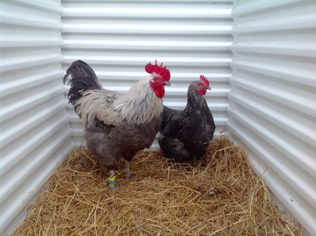 Marans bleu argenté